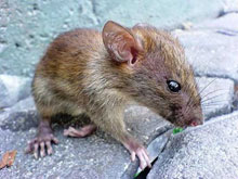 img roedores ¿Qué es una plaga?