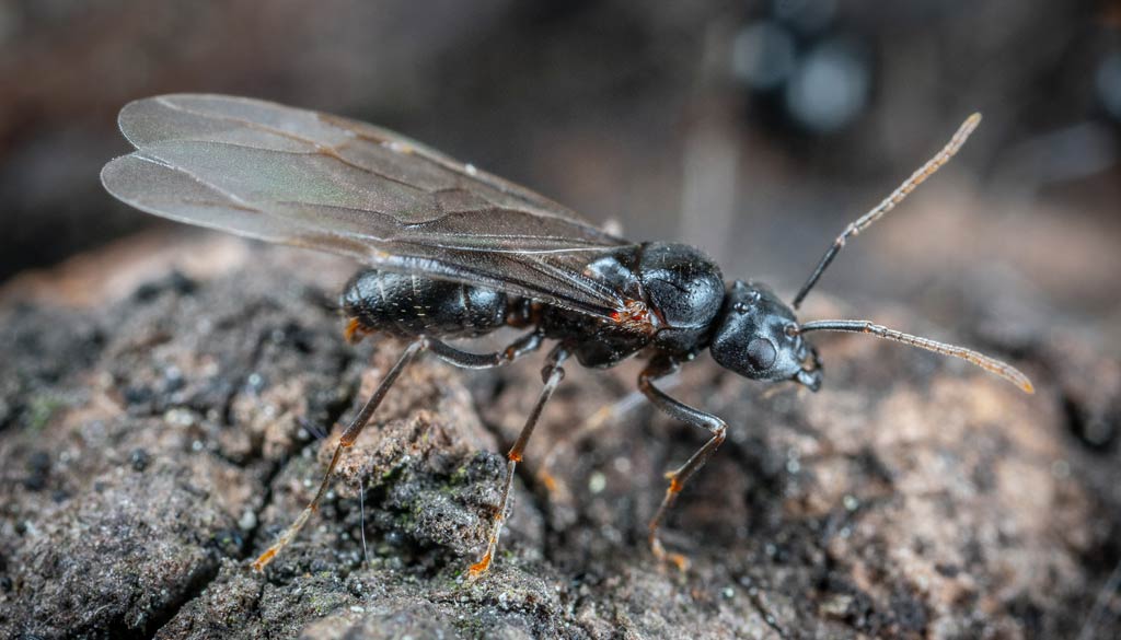 hormigas voladores Hormigas voladoras. Todo sobre este curioso insecto.