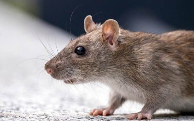 A qué temen las ratas: Descubre cómo ahuyentarlas eficazmente en tu hogar, jardín y techo