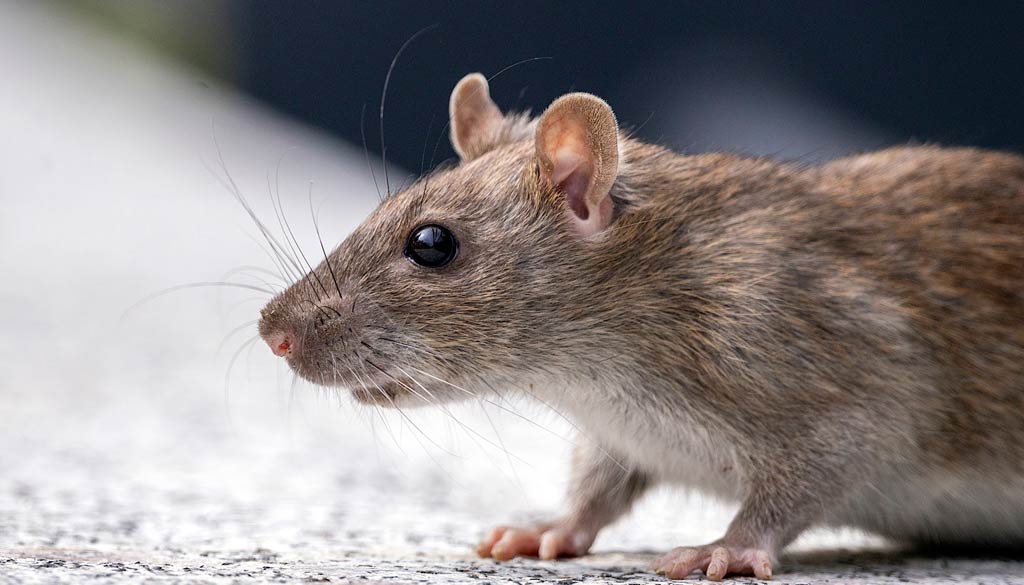 a que temen las ratas A qué temen las ratas: Descubre cómo ahuyentarlas eficazmente en tu hogar, jardín y techo