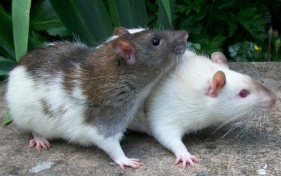 Cuánto viven las ratas: Averigua la esperanza de vida de estos roedores en España