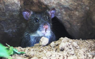 Dónde se esconden las ratas durante el día: Lugares de refugio y señales