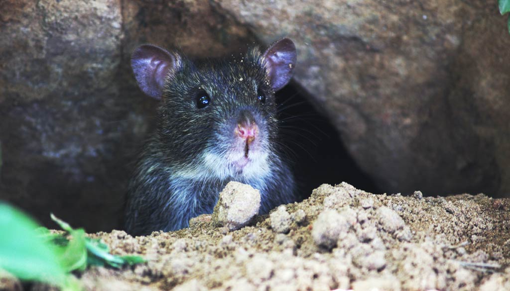 donde se esconden las ratas durante el dia Dónde se esconden las ratas durante el día: Lugares de refugio y señales