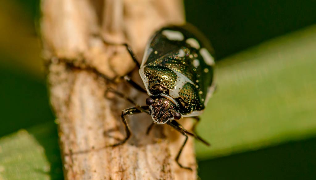 escarabajo de las alfombras control y prevencion Escarabajo de las alfombras: Control y prevención en el hogar
