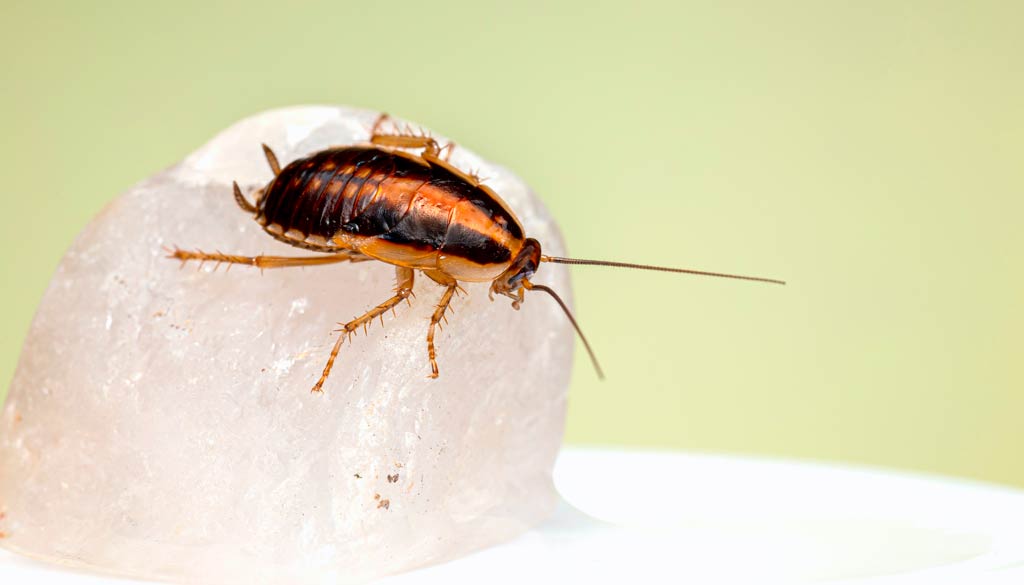 las cucarachas grandes peligros y estrategias de control en el hogar Las Cucarachas Grandes: Peligros y Estrategias de Control en el Hogar