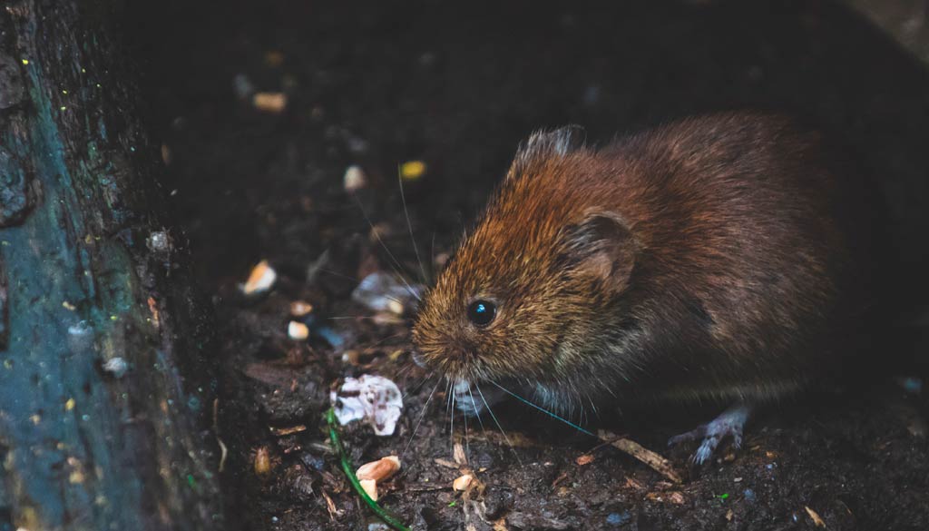 plagas de ratas en comunidades de vecinos Plagas de ratas en Comunidades de vecinos: Cómo prevenirlas y combatirlas