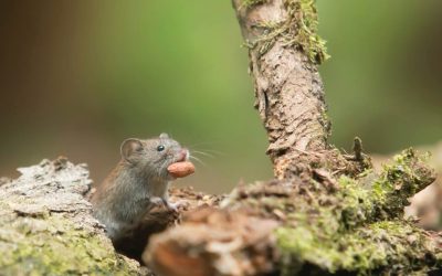 Diferencias entre ratas y ratones: Características distintivas entre estas plagas